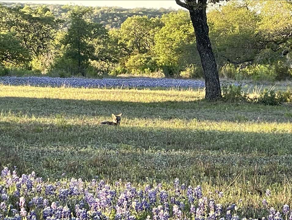 Tejas Milagro Apiary